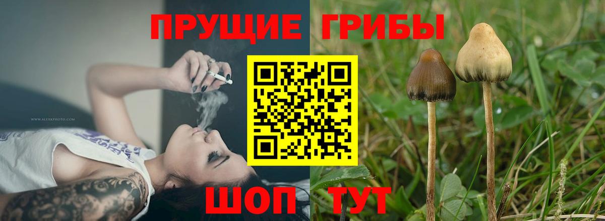 Псилоцибиновые грибы прущие грибы Отрадный